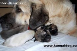 Anatolský pastevecký pes - Kangal