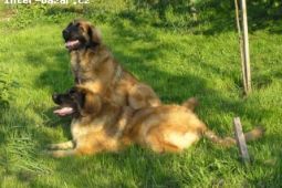 Leonberger s PP