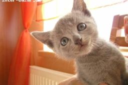 Prodám koťata Ruské modré kočky - LEVNĚ!