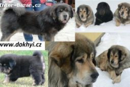 Tibetská doga, Tibetan Mastiff, DoKhyi - štěňátka
