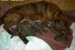 Chesapeake bay retriever