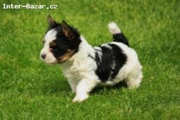 Biewer Yorkshire terrier
