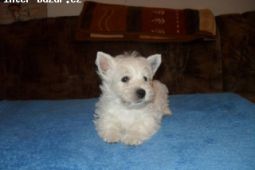 West highland white terrier