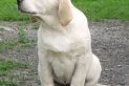 Labrador retriever - pejsek štěně s PP