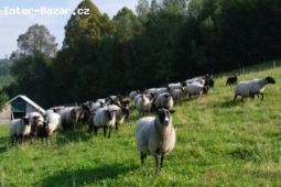 Jehňata Romanovských ovcí