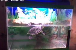 akvarium male se želvičkou