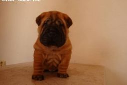 ŠARPEJ, Shar-pei