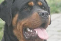 Rottweiler - 8 měsíční pes s PP
