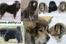 Tibetská Doga štěně