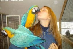 krásné zlato a modré papoušek papoušci pro prodej