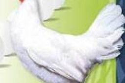 KUŘICE - 4 DRUHY- DOVOZ PO CELÉ ČR ZDARMA!