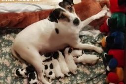 Parson Russell Terrier s PP