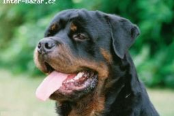 Rottweiler – 20ti měsíční pes s PP