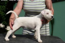 Parson Russell terrier - pejsek s PP - štěně